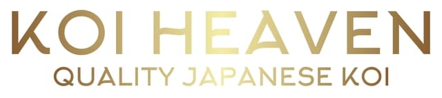 Quality Japanese Koi 